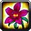 Desert Rose